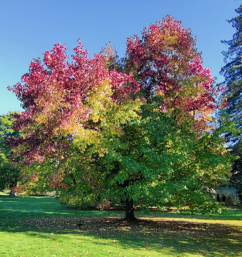 Kenwood tree. Photo Credit: © Mark King.