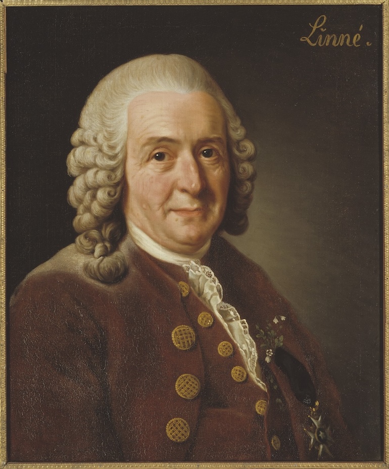 Portrait of Carl Linnaeus, a Swedish biologist and physician who formalised binomial nomenclature. Photo Credit: © Public Domain via Wikimedia Commons.